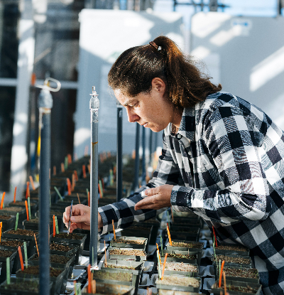 Researcher planting seeds into pots