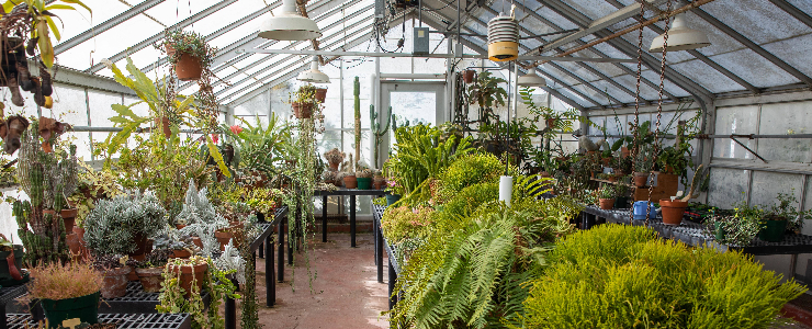 Tropical plants inside a greenhouse